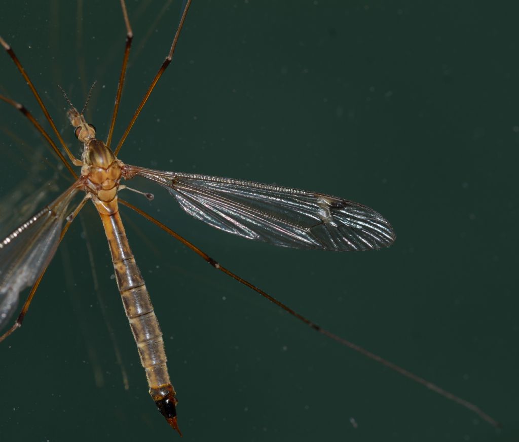 Tipula sp.